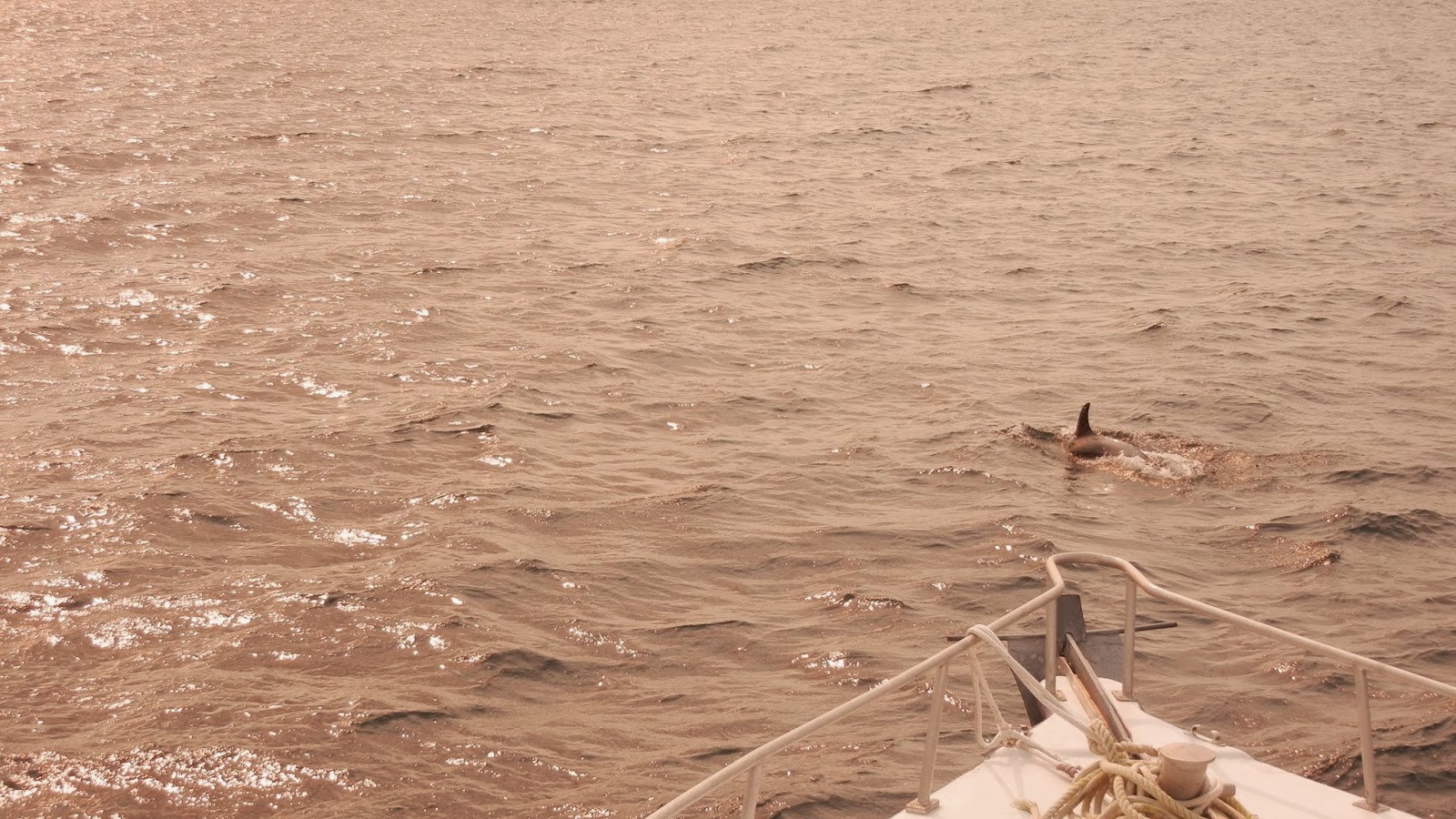 Dolphin near Dildo, Newfoundland