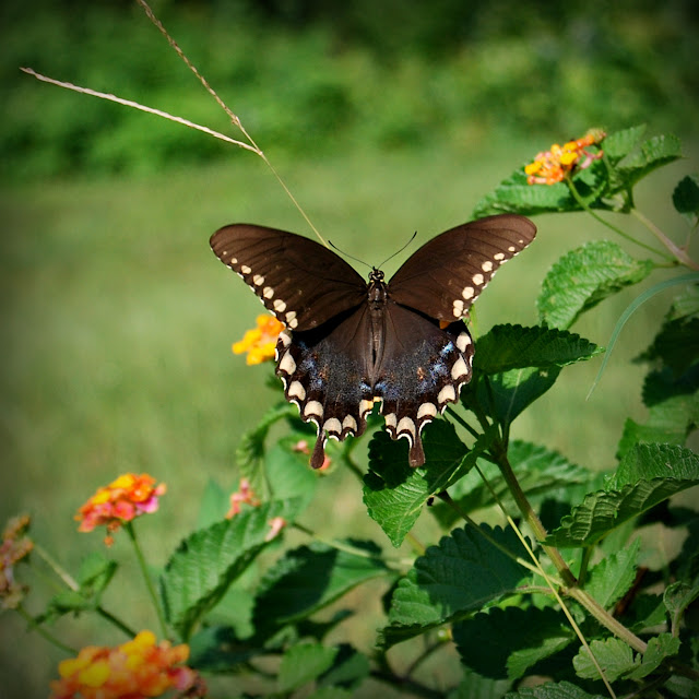 Life Through My Lens Florida Butterflies