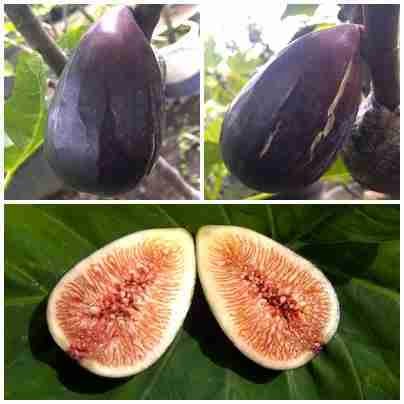 Noire De Caromb Figs