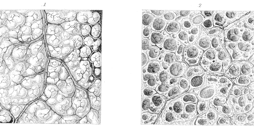 Data Deluge An Examination into the Structure of the Cells of the