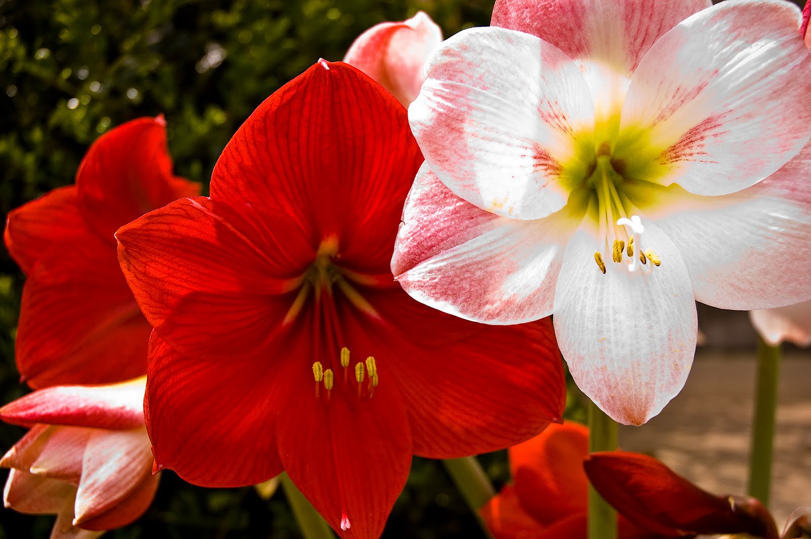 Imágenes de flores y plantas: Amarilis