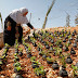 Palestinian Woman Plants Flowers In Israeli Army Tear Gas Grenades
