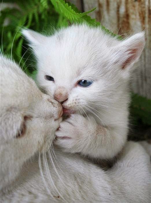 POR HOSPITALES VETERINARIOS PÚBLICOS