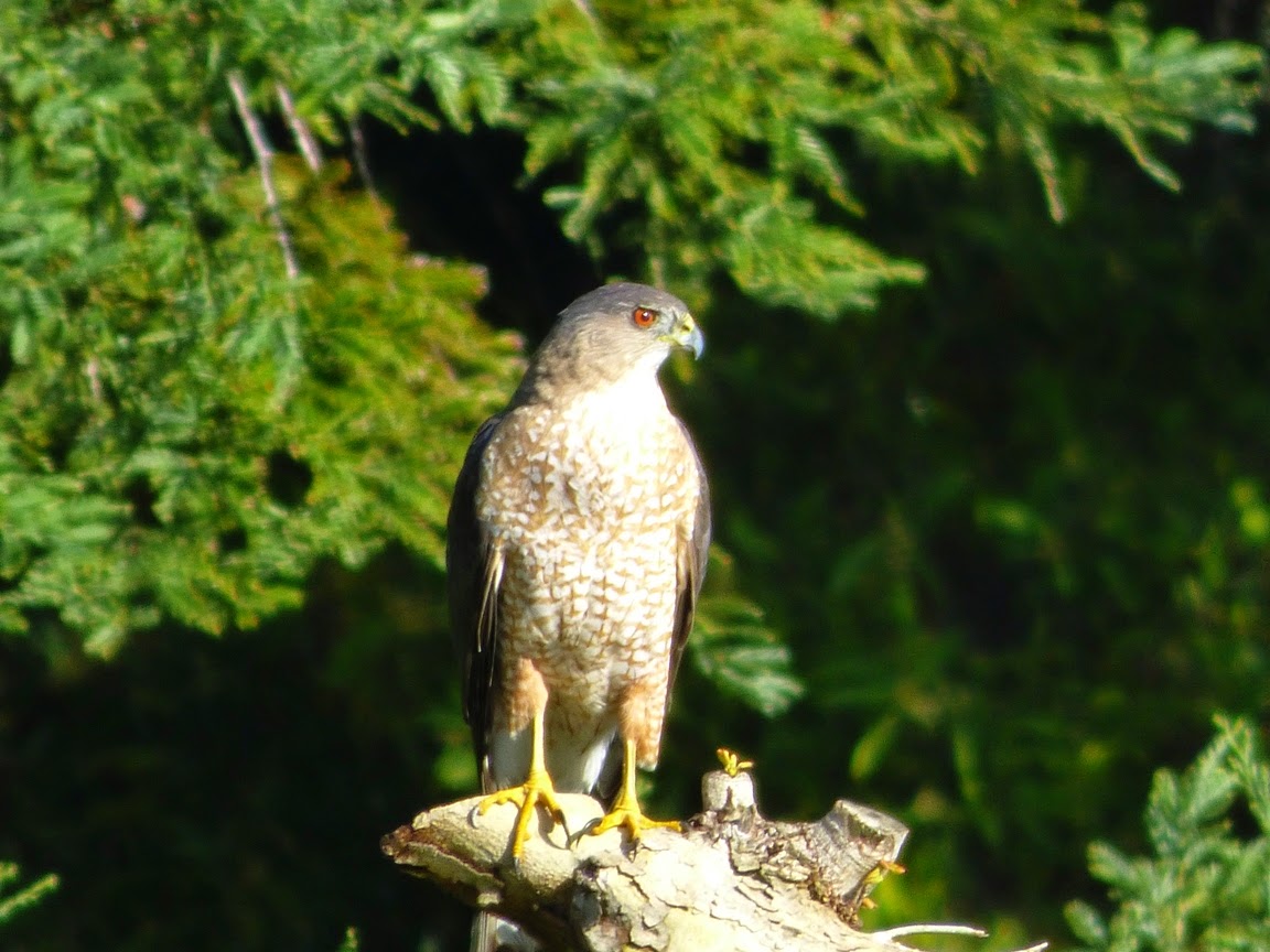 geotripper s california birds cooper s hawk near dry geotripper s california birds cooper s hawk near dry