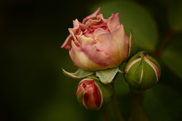 St Swithun, english rose, rosebuds