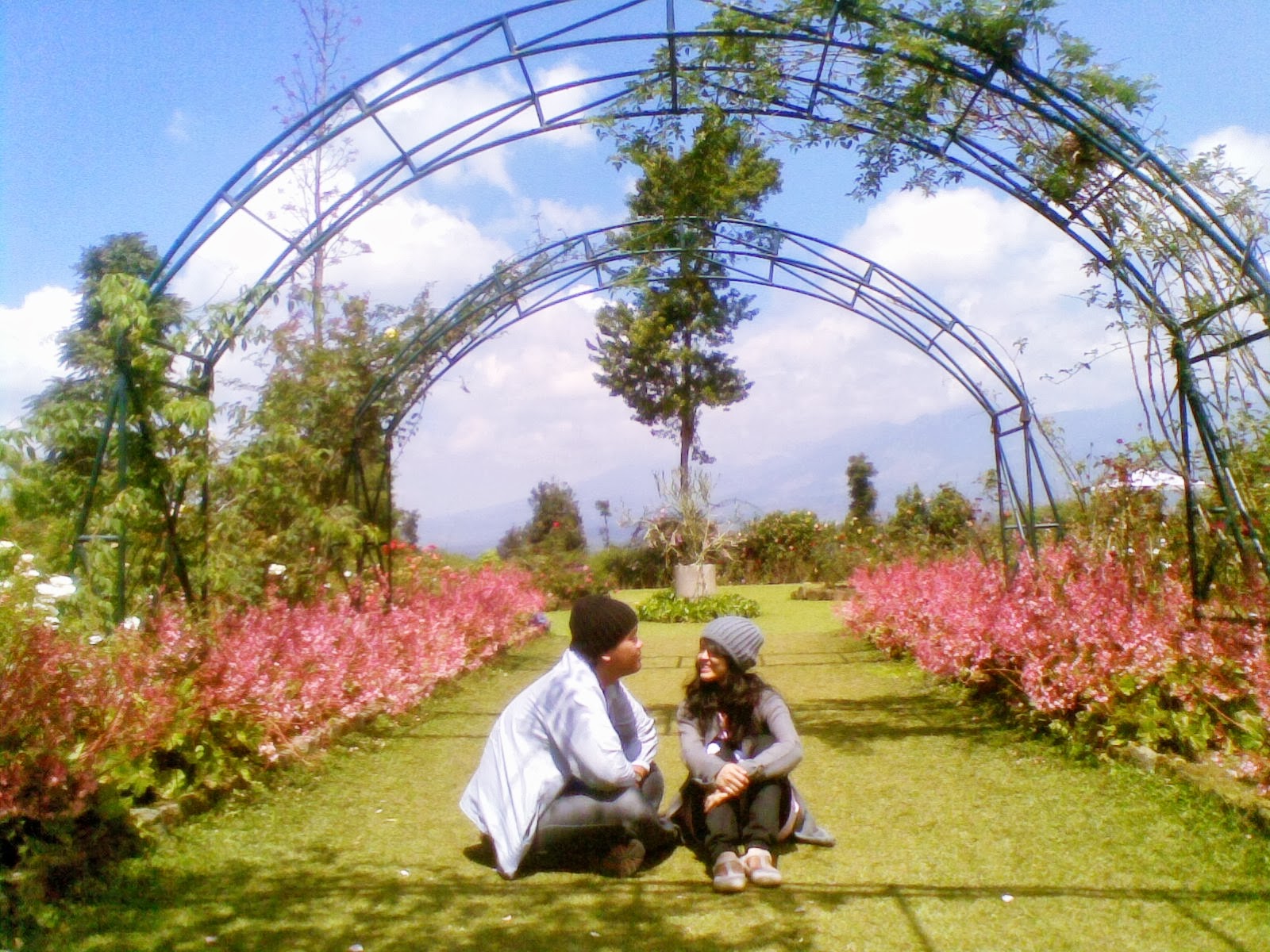 Rumput Hijau Dan Bunga Mawar Warna Pink Di Samping Kiri Dan Kanan Rumput Hijau Dan Bunga Mawar Warna Pink Di Samping Kiri Dan Kanan