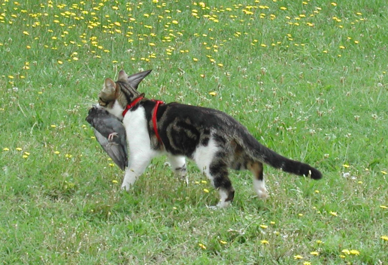 Cat Among The Pigeons Gif Cat Among The Pigeons Gif