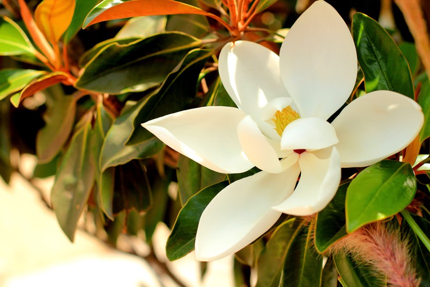 Mademoiselle Mermaid: Friday Flower Pick : Magnolia