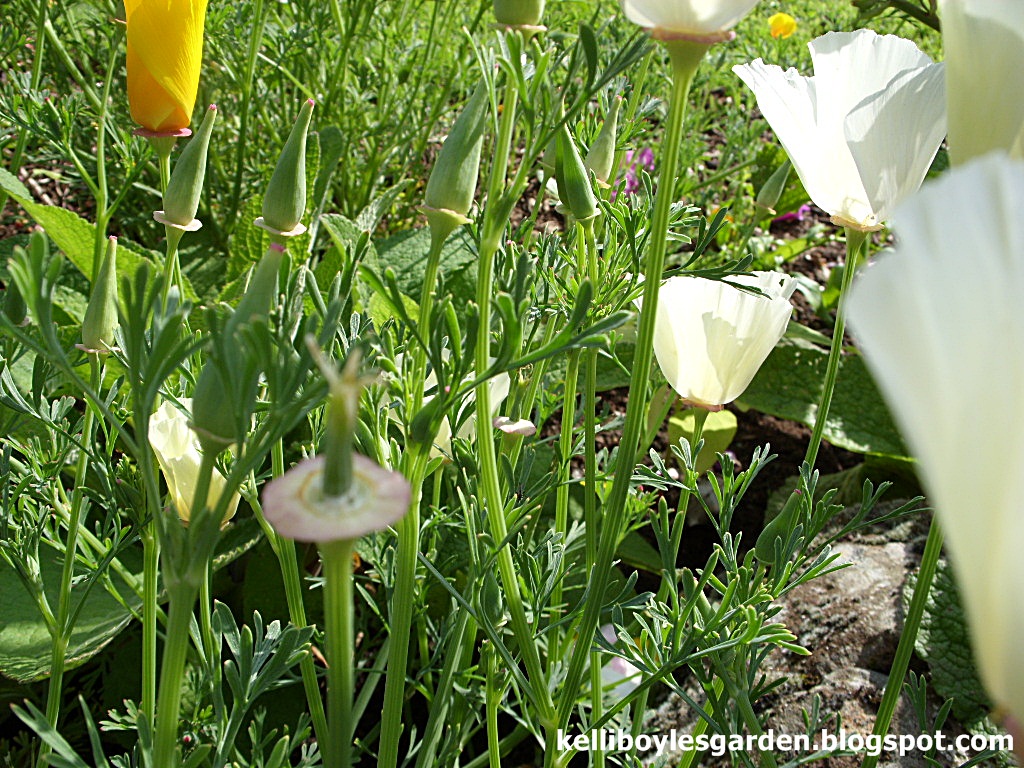 Kelli's Northern Ireland Garden Poppy Show