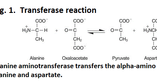 a research on enzymes and how they work Chemists report the discovery of a central mechanism responsible for the action of the powerful biological catalysts known as enzymes the research provides critical insight into why. a research on enzymes and how they work Chemists report the discovery of a central mechanism responsible for the action of the powerful biological catalysts known as enzymes the research provides critical insight into why.