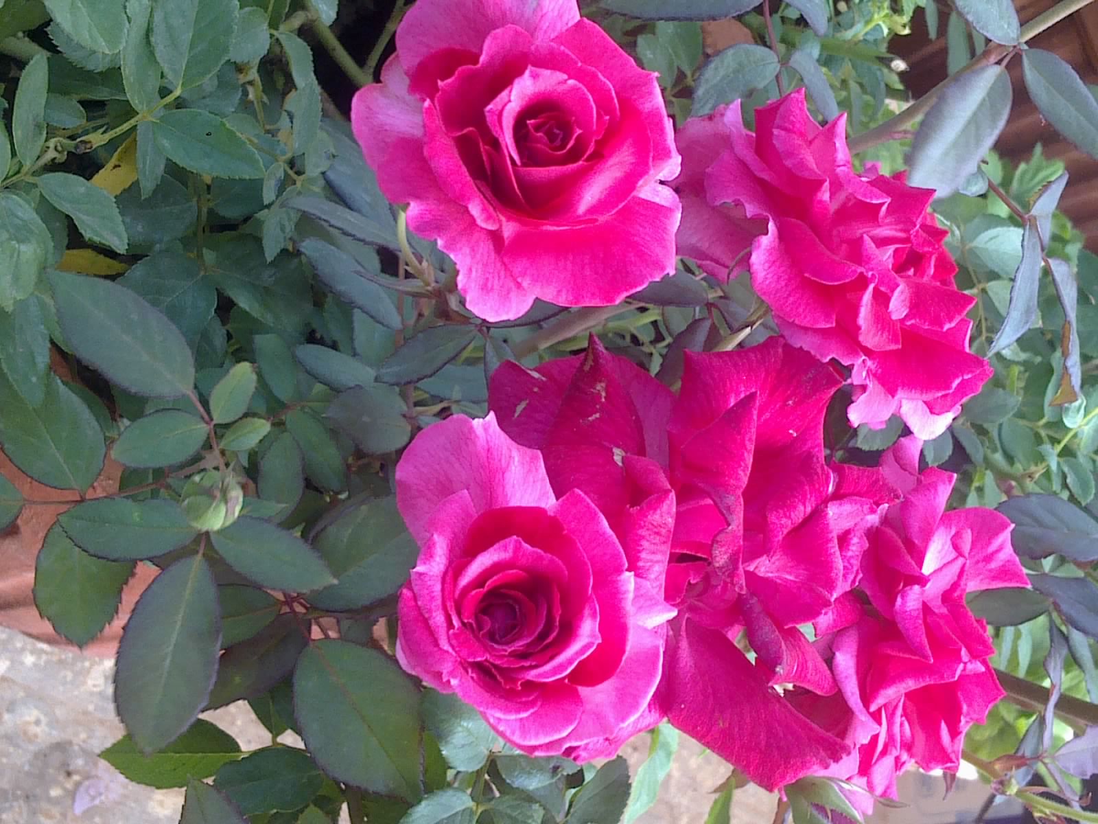 Its Adapted Itself To The Climatesoiland Other Conditions Here In India And Now Has Become A Native And Is Know As The Indian Rose Or Desi Gulab Its Adapted Itself To The Climatesoiland Other Conditions Here In India And Now Has Become A Native And Is Know As The Indian Rose Or Desi Gulab