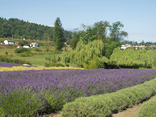 Sequim lavender farm