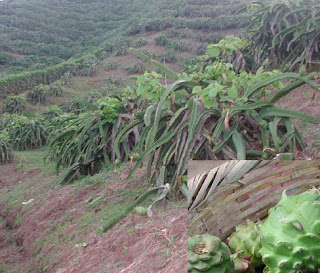 buah naga tanpa tiang