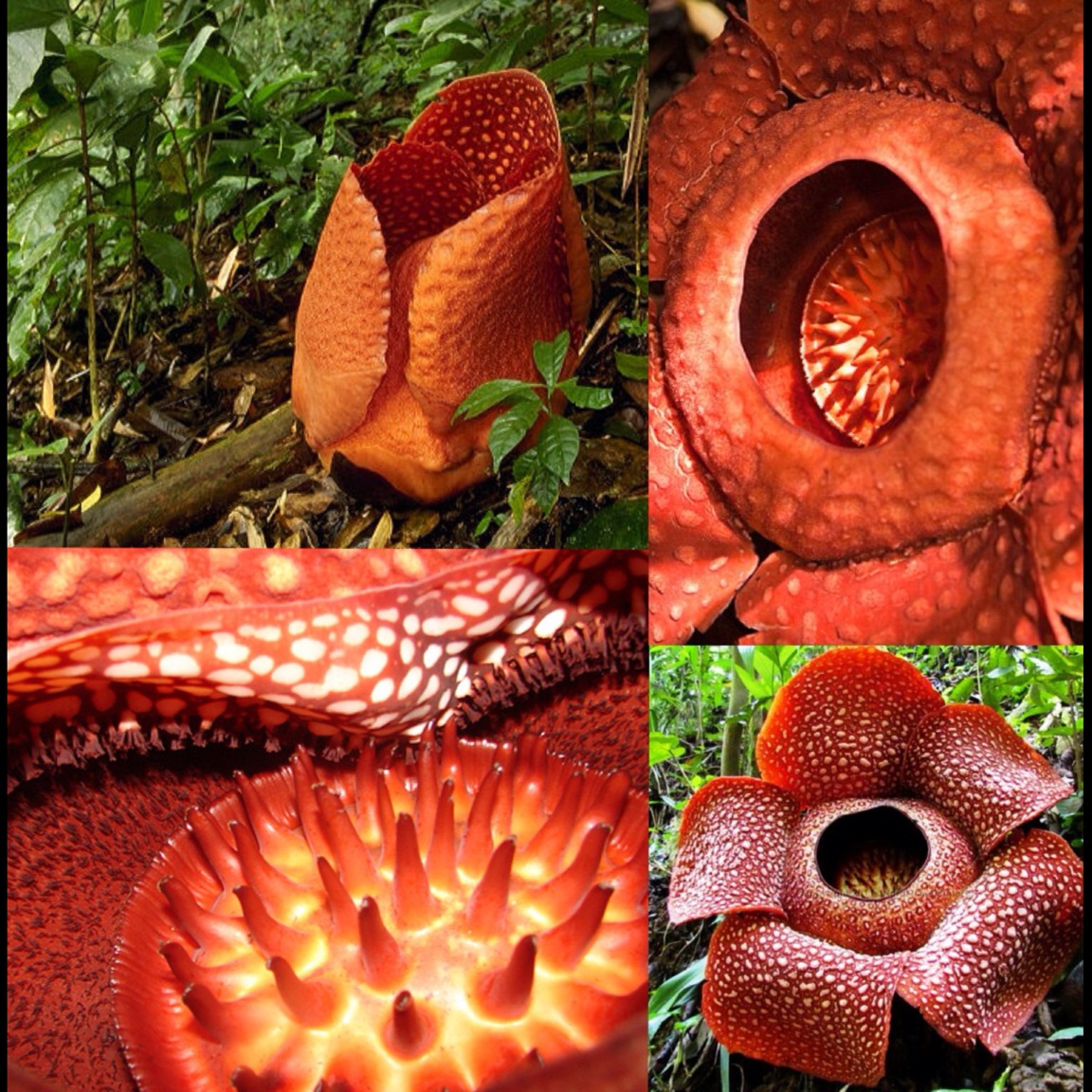 Endanger Plants Rafflesia Arnoldii