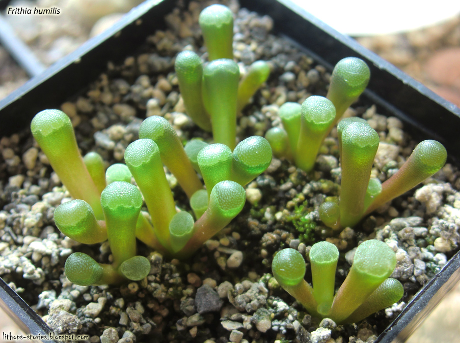 frithia+humilis_039.jpg