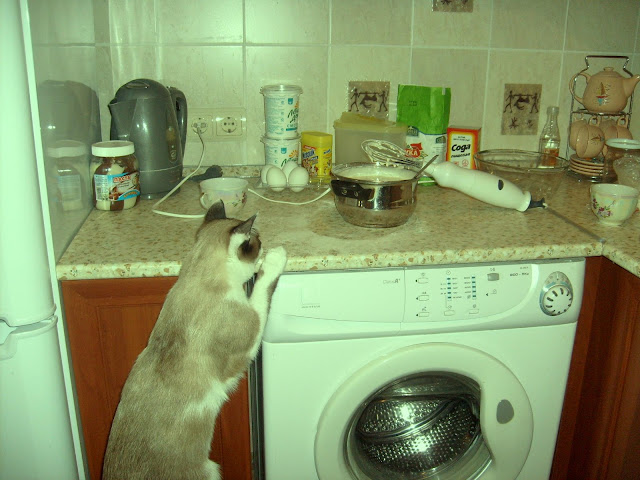 Шкода кот на кухне