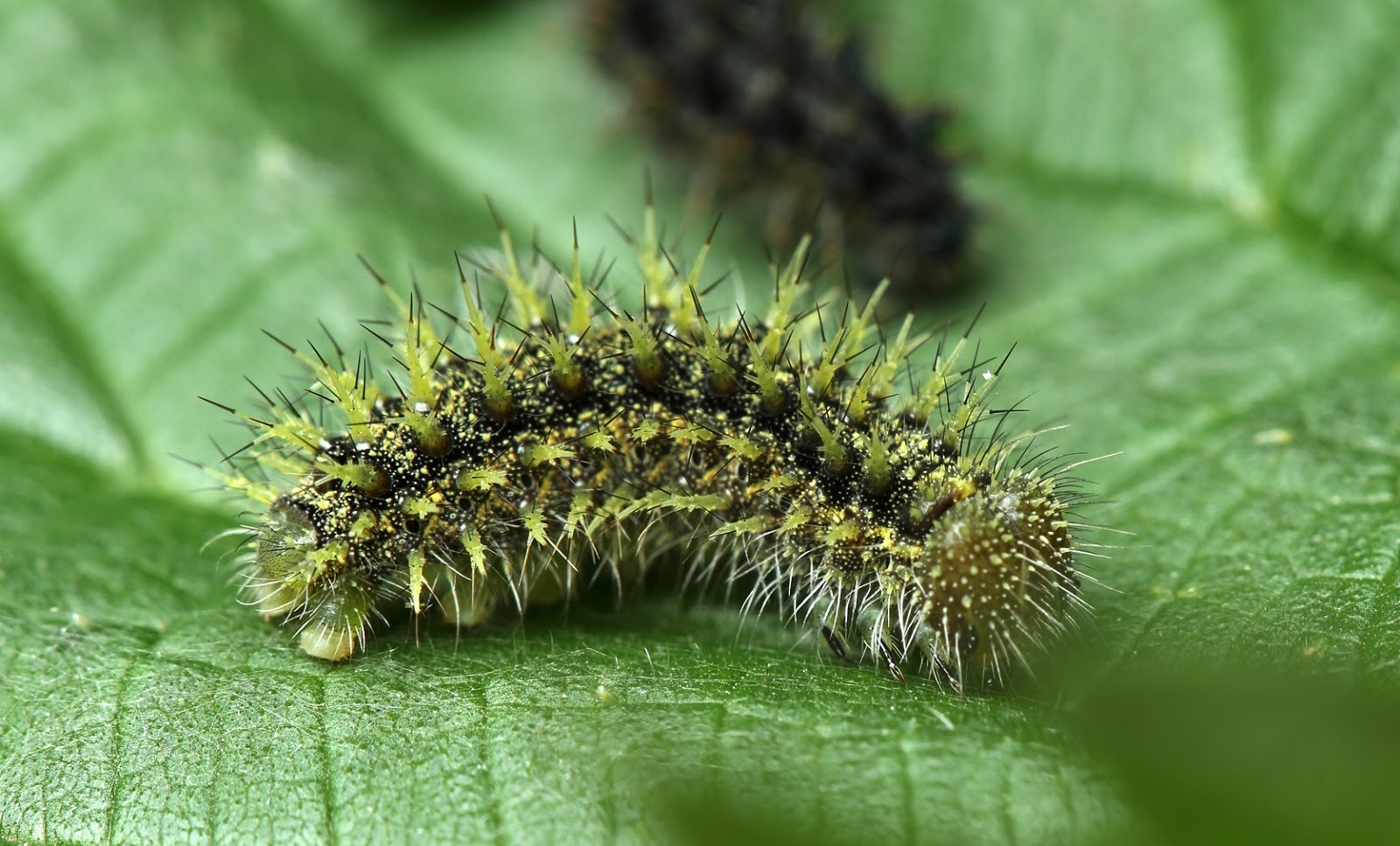 JJ's Photographic nature blog Caterpillar sheds its skin to find a