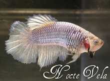 ShowFish Competition