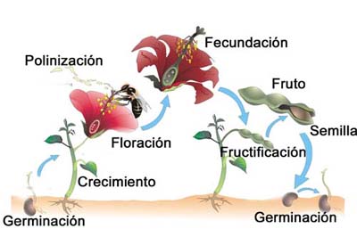 Reproduccion sexual de las plantas medicinales