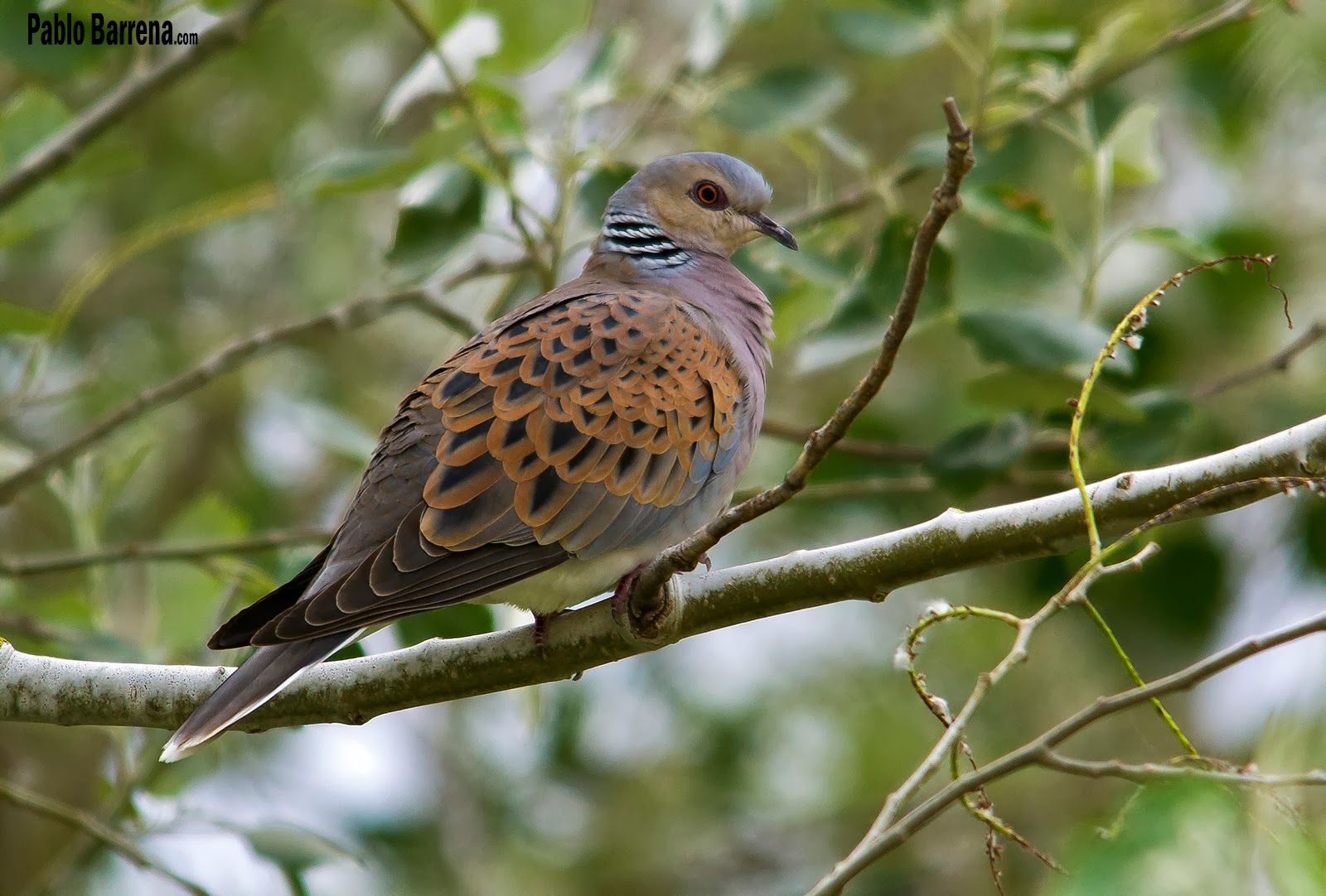 Guía Fotográfica de Aves Tórtola europea Streptopelia turtur Turtle Dove
