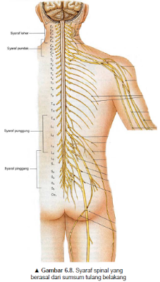 Syaraf spinal