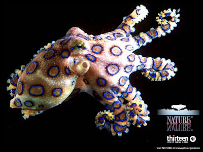  بالصور اخطر 10 مخلوقات في العالم Blue-Ringed+Octopus