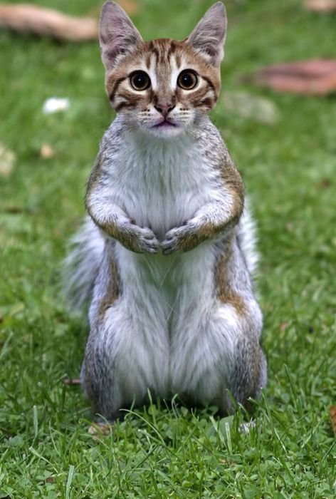funny image collection funny talking animals i yust go nuts at christmas