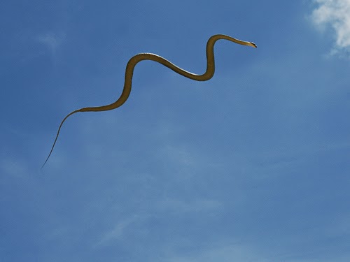 Fun Animals Wiki, Videos, Pictures, Stories: Flying Snakes in the Jungle