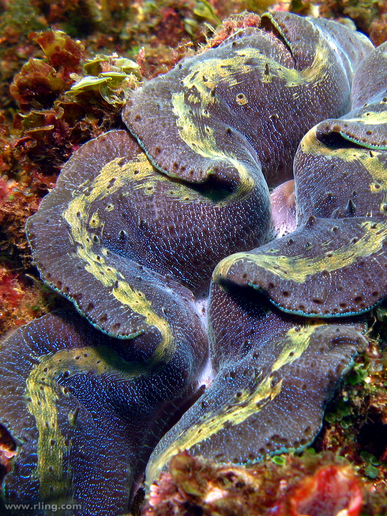 real monstrosities giant clam