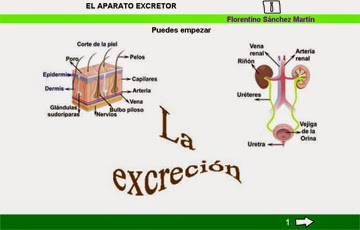 http://cplosangeles.juntaextremadura.net/web/edilim/tercer_ciclo/cmedio/las_funciones_vitales/la_funcion_de_nutricion/excrecion/el_aparato_excretor/el_aparato_excretor.html