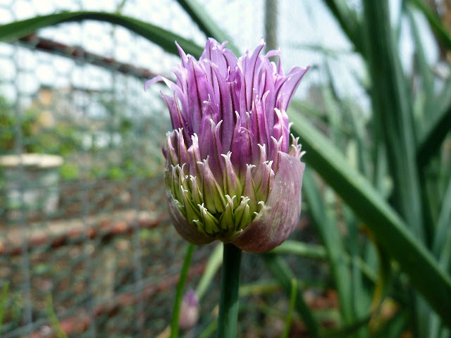 Chive flower opening, Floyd Bennett Field, Brooklyn