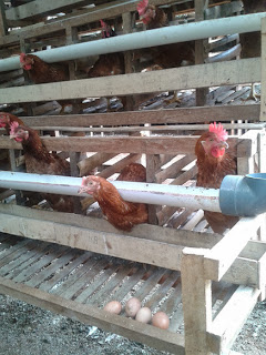 Budidaya Ayam Petelur: Kandang Ayam Petelur Murah Berkualitas