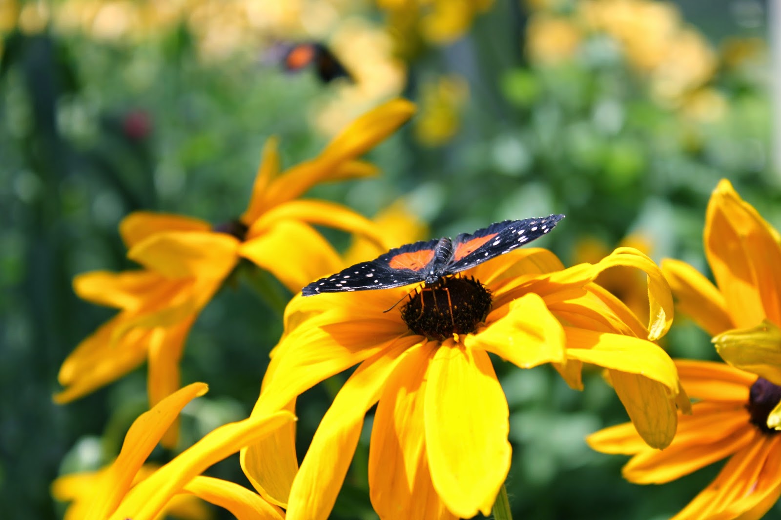 Butterfly Garden at the Minnesota Zoo