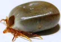 cat Ticks cat Ticks