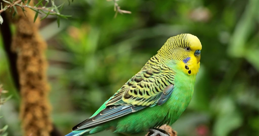 Muhabbet Kuslari Hakkinda Her Sey Muhabbet Kuslarinda Soguk Alginligi