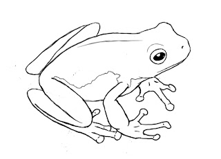 frog draw drawing drawings frogs sketch line coqui simple sketches pencil outline easy dart poison pad point eye explore clip