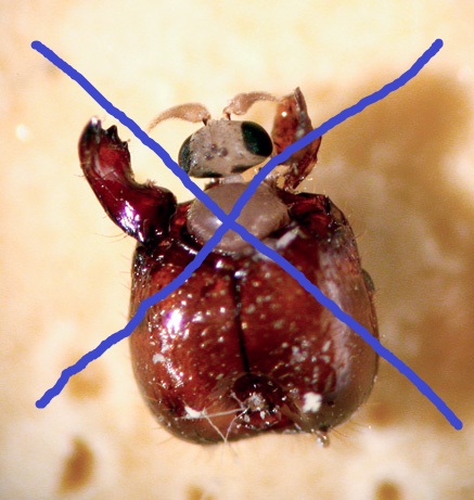 Wd Can Kill Bed Bug Wd Can Kill Bed Bug
