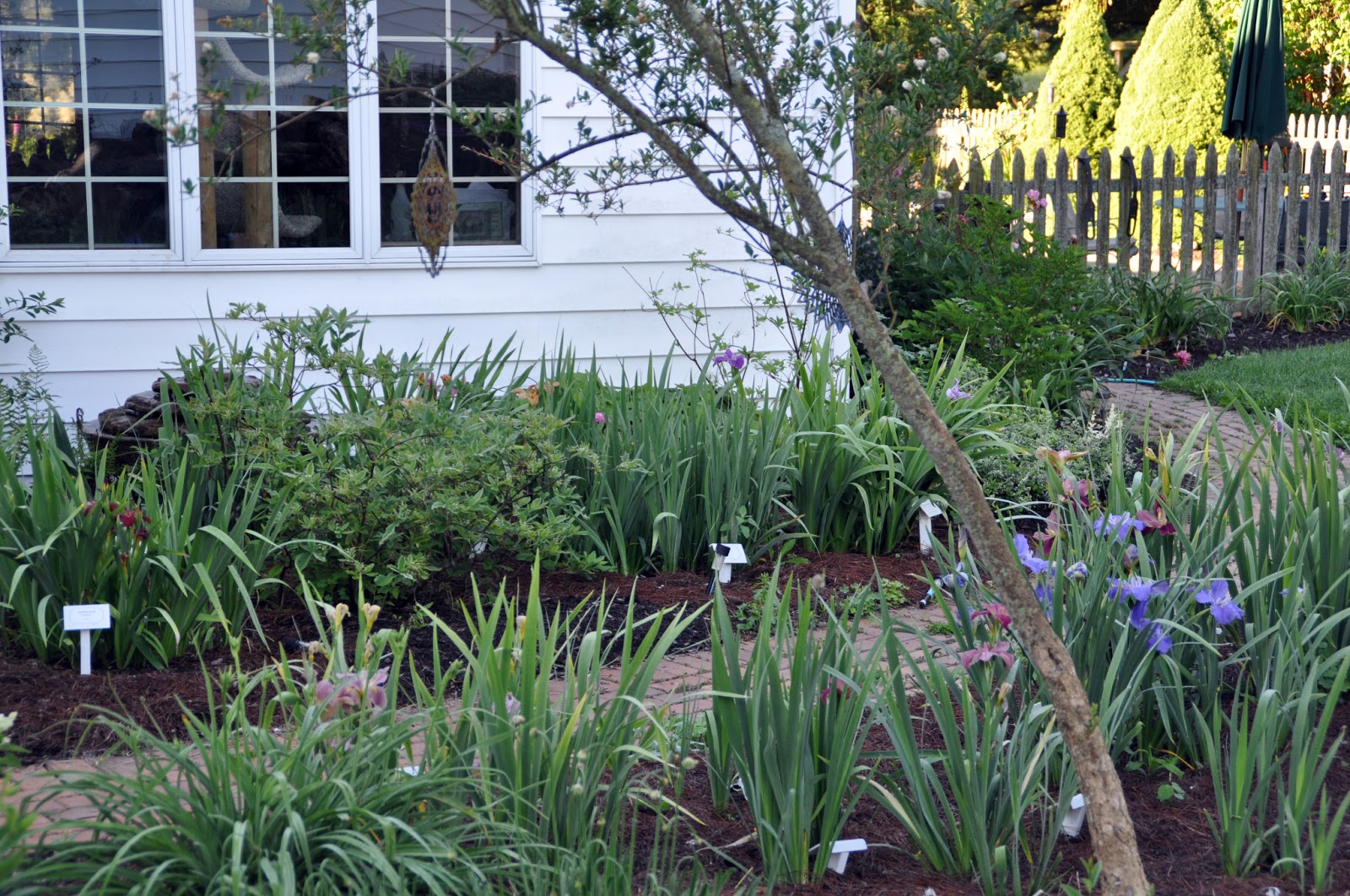 World of Irises Louisiana Irises Grow Well in Upstate New York