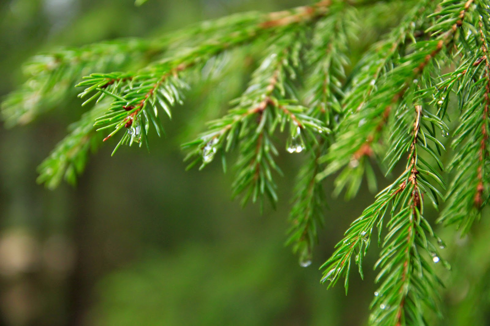 Gwiazdka w Puszczy - Ania w Podróży