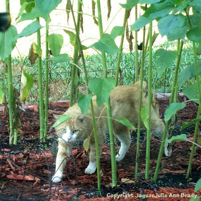 Orange male tabby cat in the sunflower garden Orange male tabby cat in the sunflower garden