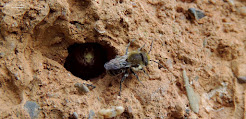 Nidos  Abejas  (Megachile centuncularis)