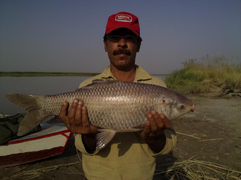 Fishing In Pakistan Fishing in Pkaistan (Head Panjnad) October 2009