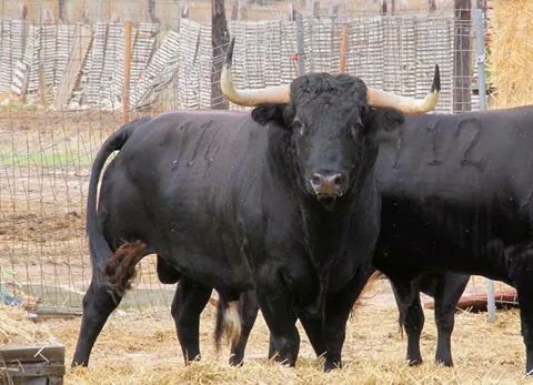 VENDIMIA DE TORO vendimia de toro: