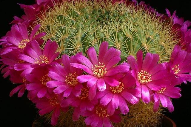 Resultado de imagen para cactus con flores bellas imagenes