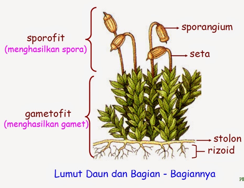 Dunia Ipa Kita Lumut