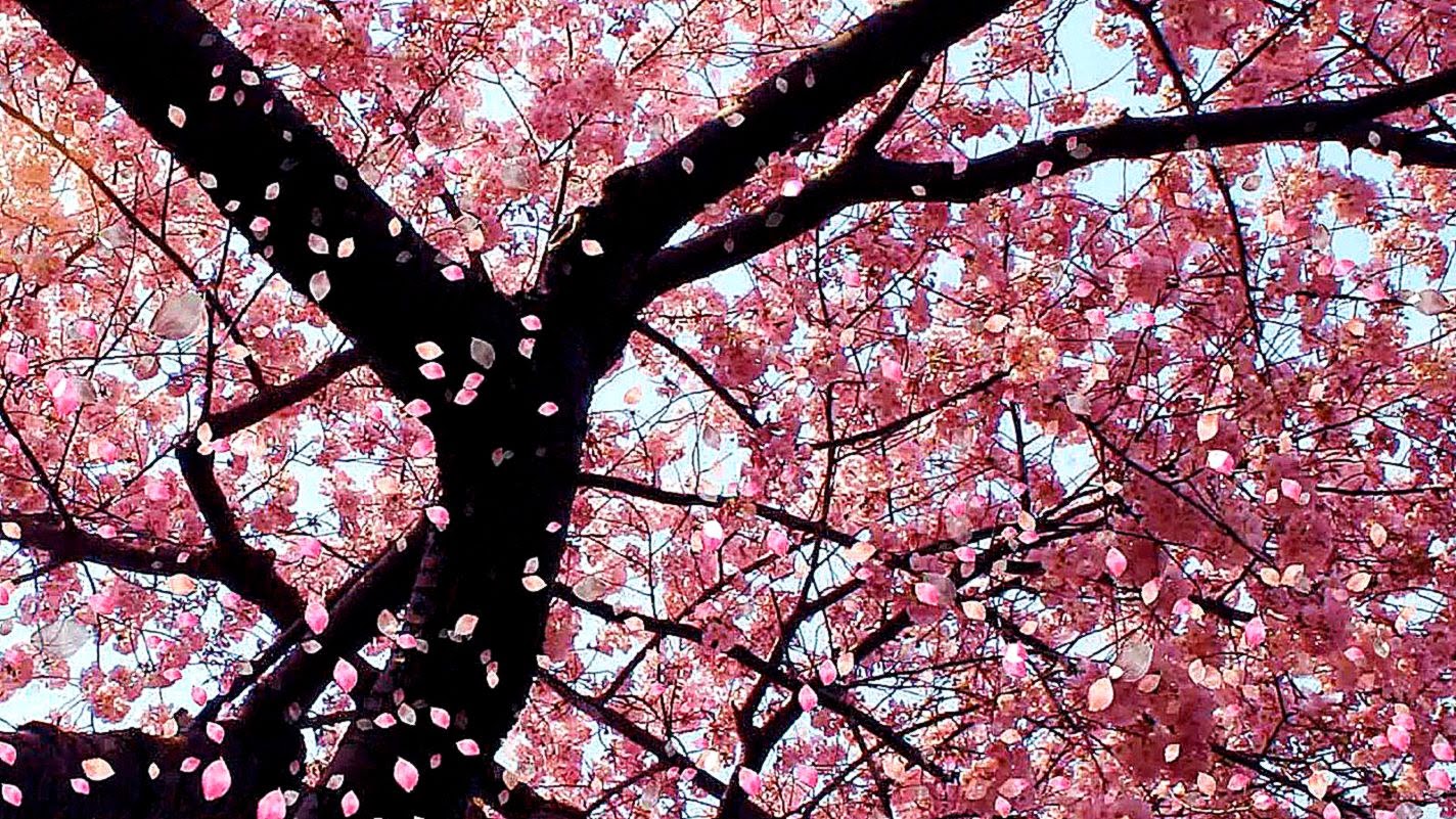 Cherry Blossom Wallpaper Desktop Home Design Ideas dokity Cherry Blossom Wallpaper Desktop Home Design Ideas dokity