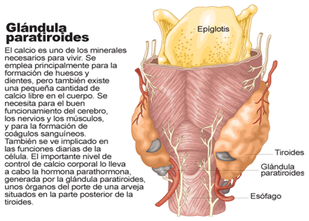 IMPORTANCIA SISTEMA ENDOCRINO importancia sistema endocrino:
