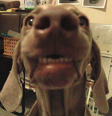 Awkward Dog Smiles Seen On www.coolpicturegallery.us