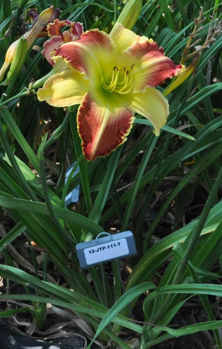 Creating Interest Cutting Edge Daylilies From Pleasant Valley Gardens
