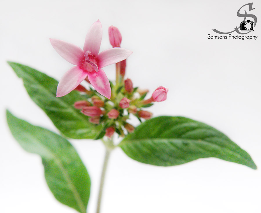 Pentas Lanceolata Macro Pentas Lanceolata